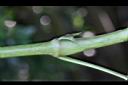 紫茉莉-莖節0.jpg