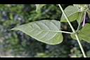 紫茉莉-葉背.jpg