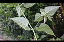 紫茉莉-葉背0.jpg