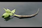 紫茉莉-全株0.jpg