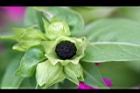 紫茉莉-實00.jpg