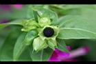 紫茉莉-實01.jpg