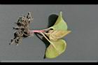 紫茉莉-幼株0.jpg