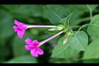 紫茉莉-花01.jpg