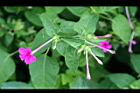 紫茉莉-花02.jpg