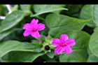 紫茉莉-花04.jpg