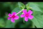 紫茉莉-花05.jpg