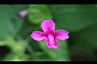 紫茉莉-花06.jpg
