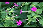 紫茉莉-花07.jpg