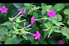 紫茉莉-花08.jpg