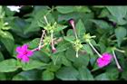 紫茉莉-花09.jpg