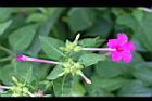 紫茉莉-花10.jpg