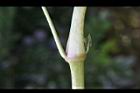 紫茉莉-莖節1.jpg
