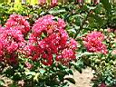 紫薇-花.jpg