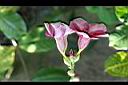 紫蟬-花3.jpg