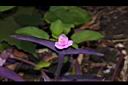 紫錦草-花02.JPG