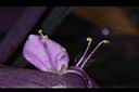 紫錦草-花蕊03.JPG