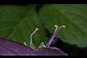 紫錦草-花蕊08.JPG