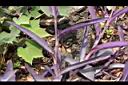紫錦草-葉鞘00.JPG