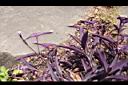 紫錦草03.JPG