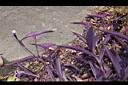 紫錦草06.JPG