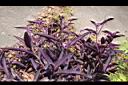 紫錦草11.JPG