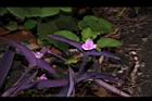 紫錦草-花00.JPG