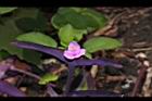 紫錦草-花03.JPG