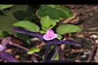 紫錦草-花04.JPG