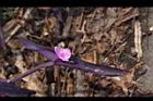 紫錦草-花05.JPG
