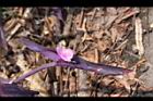 紫錦草-花06.JPG