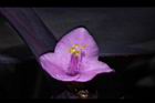 紫錦草-花08.JPG