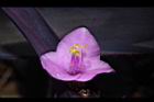 紫錦草-花09.JPG