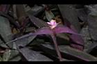紫錦草-花17.JPG