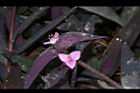 紫錦草-花20.JPG