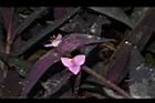 紫錦草-花21.JPG