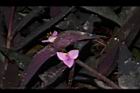 紫錦草-花22.JPG