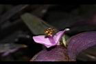 紫錦草-花23.JPG