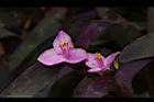 紫錦草-花26.JPG