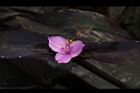 紫錦草-花27.JPG