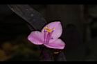 紫錦草-花29.JPG