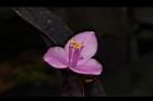 紫錦草-花30.JPG