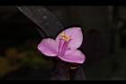 紫錦草-花33.JPG