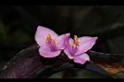 紫錦草-花34.JPG