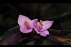 紫錦草-花35.JPG