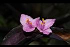 紫錦草-花36.JPG