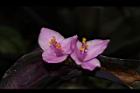 紫錦草-花37.JPG
