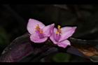 紫錦草-花38.JPG