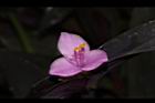 紫錦草-花39.JPG