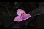 紫錦草-花40.JPG